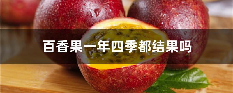 百香果一年四季都结果吗