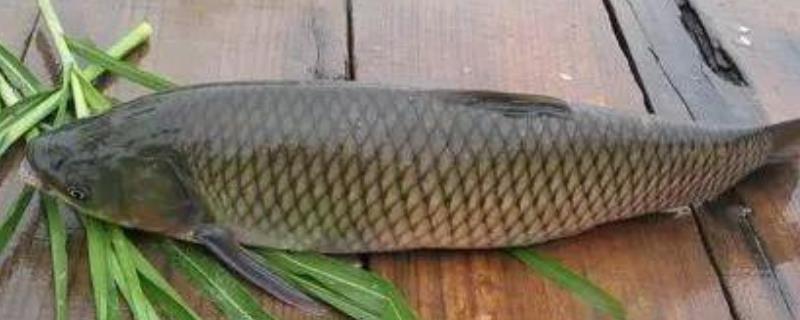 钓青鱼的最佳时间？