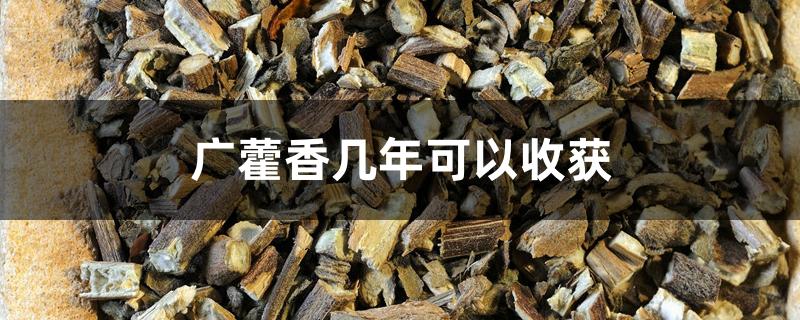 广藿香几年可以收获