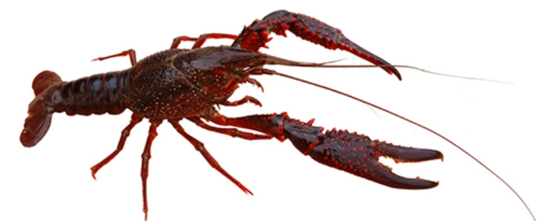 小龙虾的生活习性及特点？