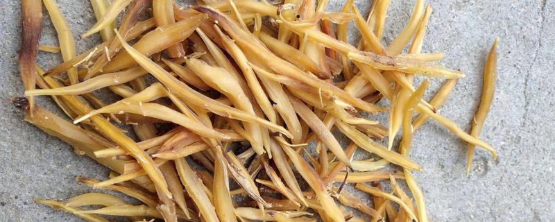 天冬和麦冬有什么不同？