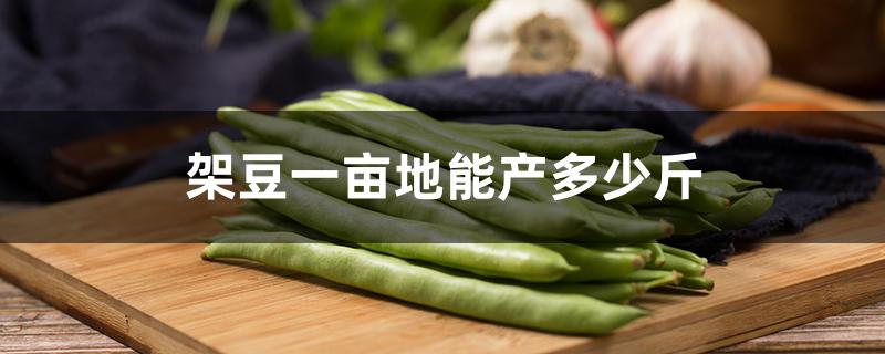 架豆一亩地能产多少斤