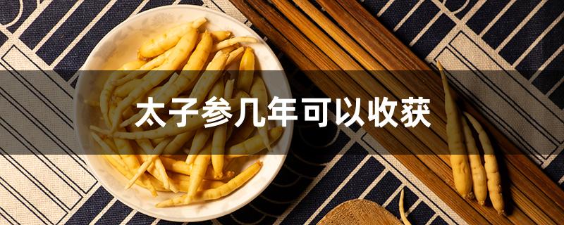 太子参几年可以收获