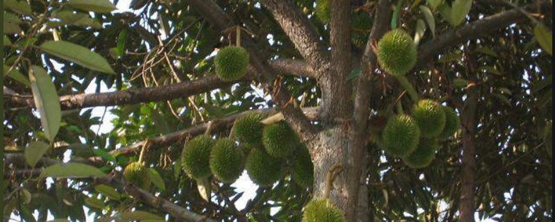 榴莲苗结果需要几年？