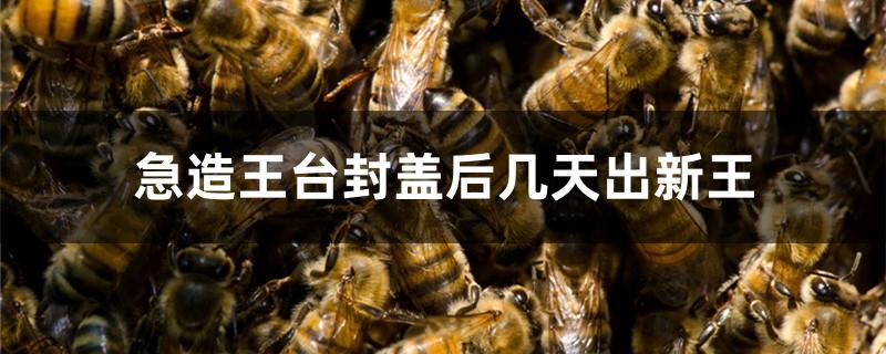 急造王台封盖后几天出新王