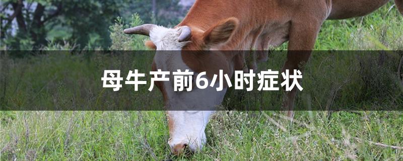 母牛产前6小时症状