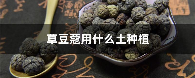 草豆蔻用什么土种植