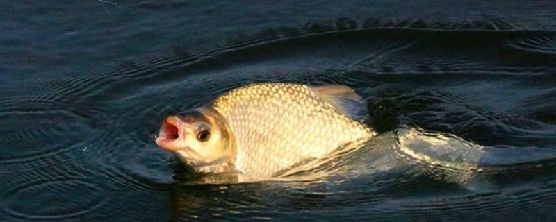 钓鳊鱼的最佳时间？