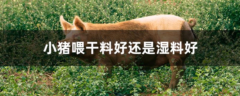 小猪喂干料好还是湿料好