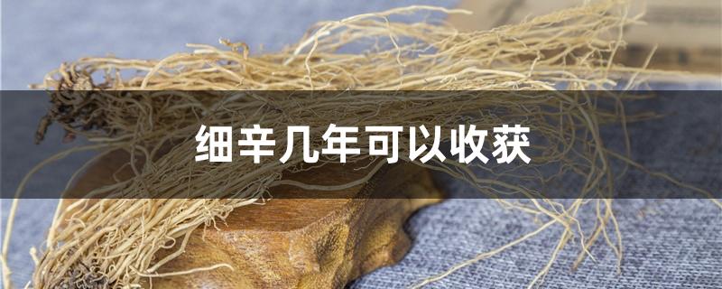 细辛几年可以收获