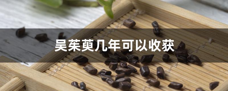 吴茱萸几年可以收获