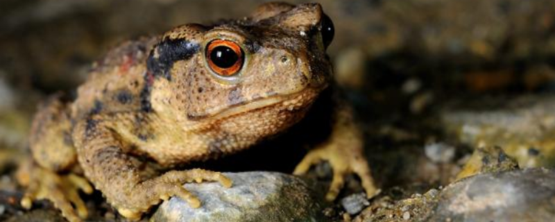 误食盘古蟾蜍中毒事件的原因？