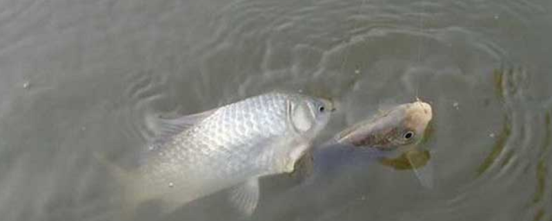 四季钓鲫鱼饵料配方大全？