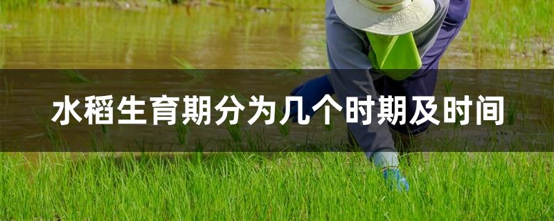 水稻生育期分为几个时期及时间