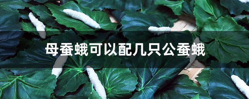 母蚕蛾可以配几只公蚕蛾