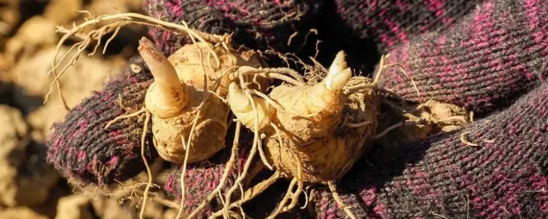 黄精的产地分布？