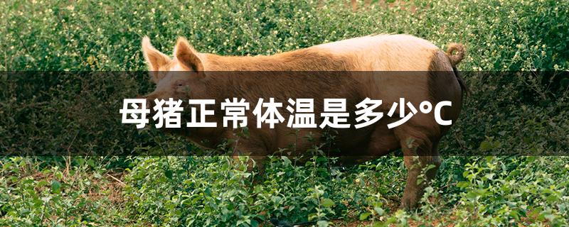 母猪正常体温是多少&amp;deg;C