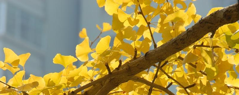 银杏树主要分布在哪些地方？