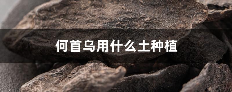 何首乌用什么土种植