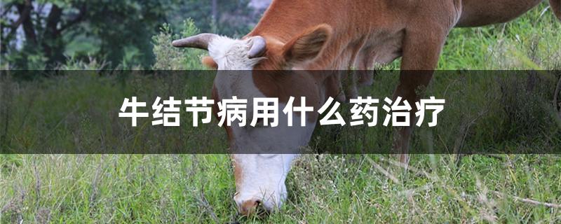 牛结节病用什么药治疗