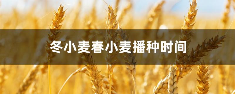 冬小麦春小麦播种时间