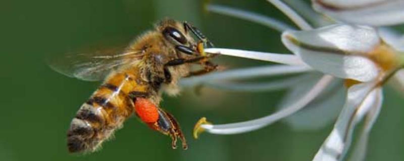 怎么才能彻底赶走马蜂？