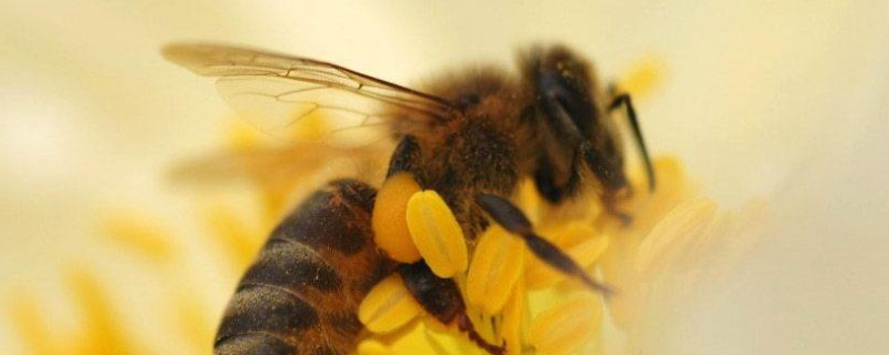 怎么快速解除分蜂热？