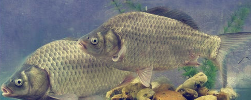 秋季蚯蚓钓鲫鱼技巧及注意事项？