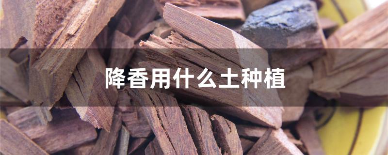 降香用什么土种植