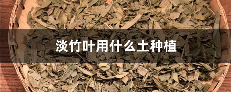 淡竹叶用什么土种植