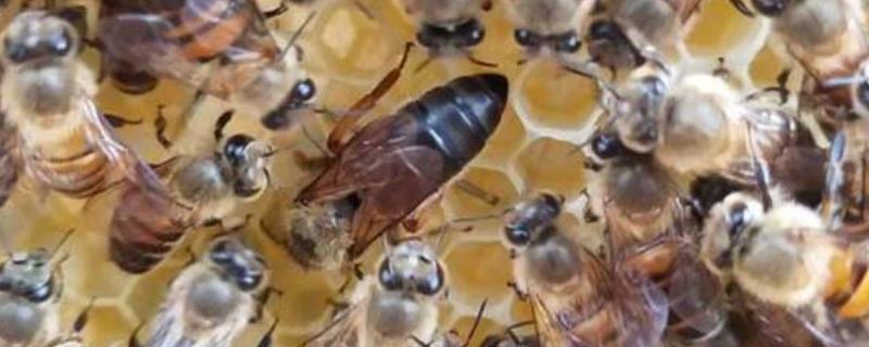 蜂王是雌性的还是雄性的？