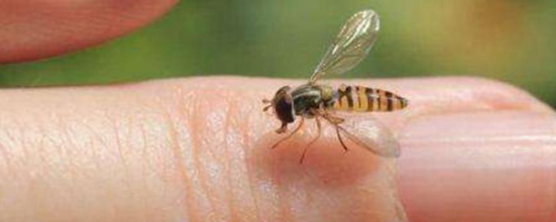 被蜜蜂蛰了找不到刺怎么办？