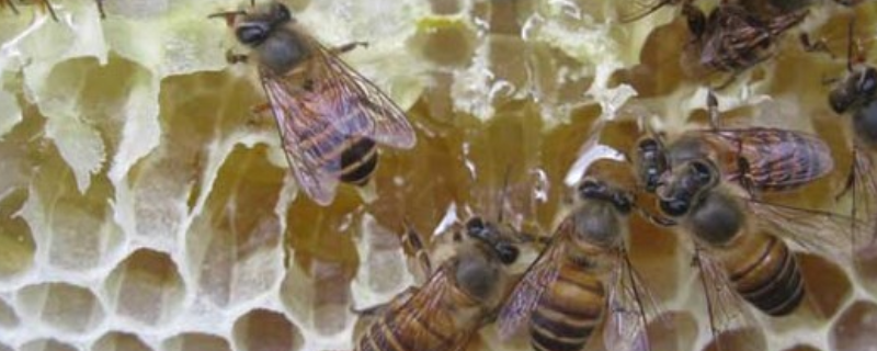 中蜂喂白糖造脾技巧及注意事项？