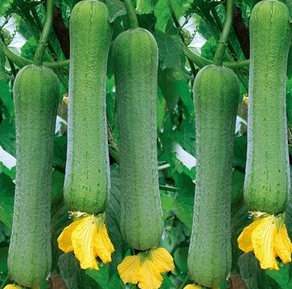 秋季下火的十种蔬菜有哪些?