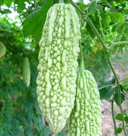 秋季下火的十种蔬菜有哪些?