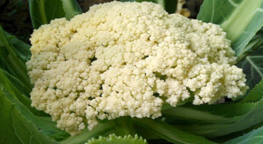 花菜种植如何增产?