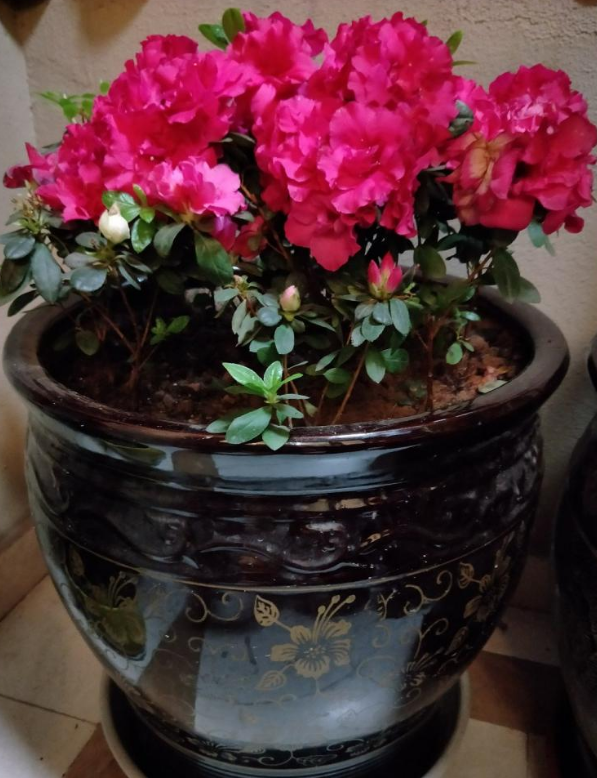 花盆里长出了蘑菇的原因是什么,是好还是坏?