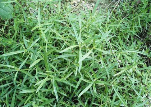 区别羊须草和羊胡子草的三大要点,你都知道吗?