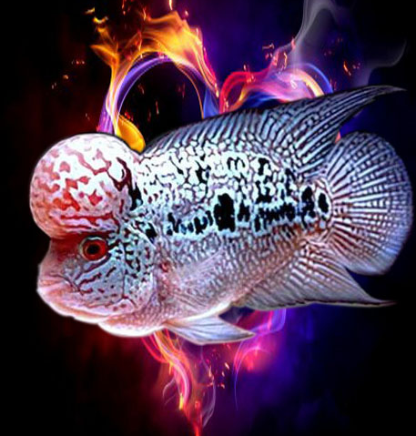 帝王金花罗汉鱼难养吗?饲养的时候应该注意什么?