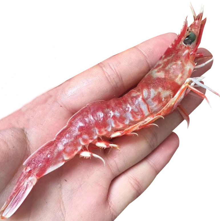 樱花虾是什么虾?对养殖水质要求高吗?