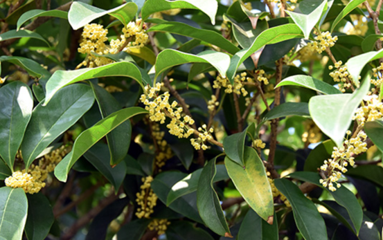 黄金桂花树种植技术分享