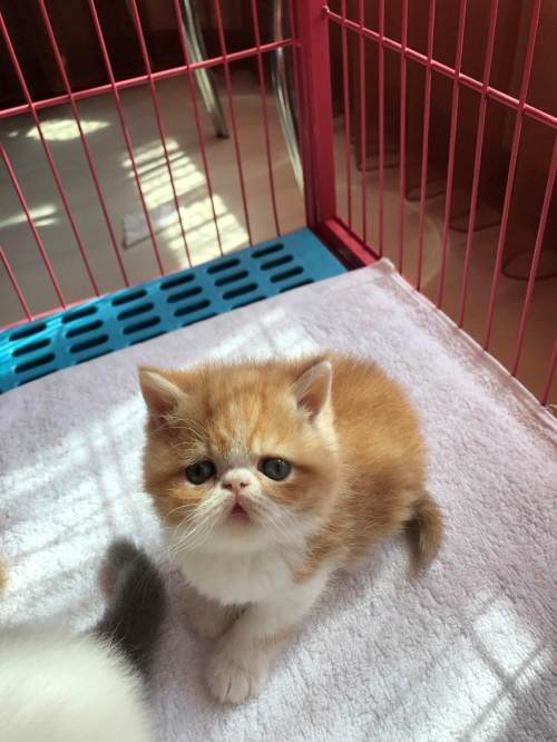 猫舍品相繁育需要注意哪几点?
