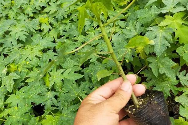 木瓜苗的售价，怎么种植能高产