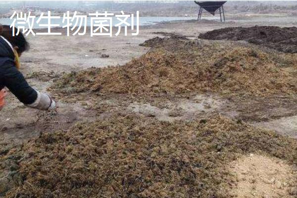 微生物菌剂和微生物菌肥有什么区别