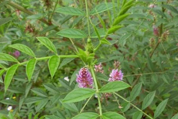 北方适合种植什么药材