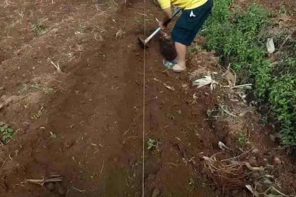 豌豆种子售价，附种植要点