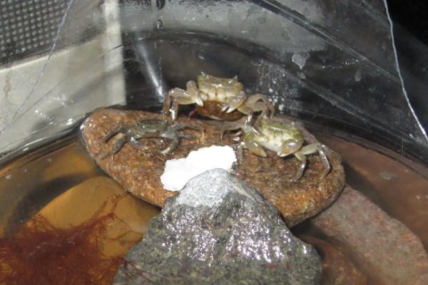 海里抓的螃蟹如何饲养