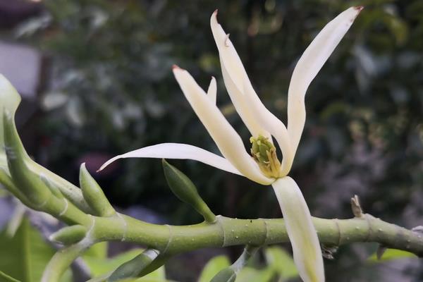 白兰花种子的价格，附种植要点