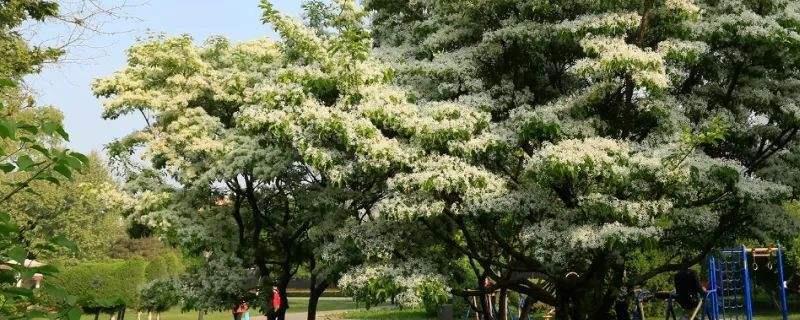 流苏树嫁接桂花方法与流程介绍