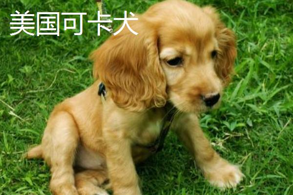 可卡犬多少钱一只